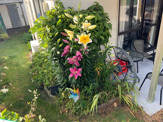 Deluxe Queen Studio garden